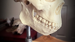 PEKING MAN SKULL