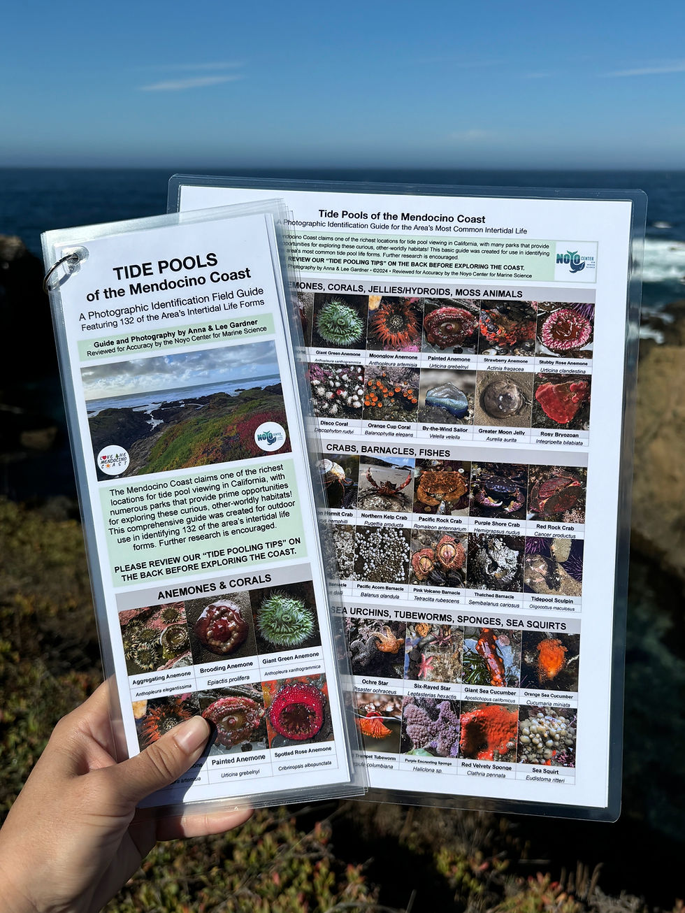 Thumbnail: Tide Pools of the Mendocino Coast: Common Guide