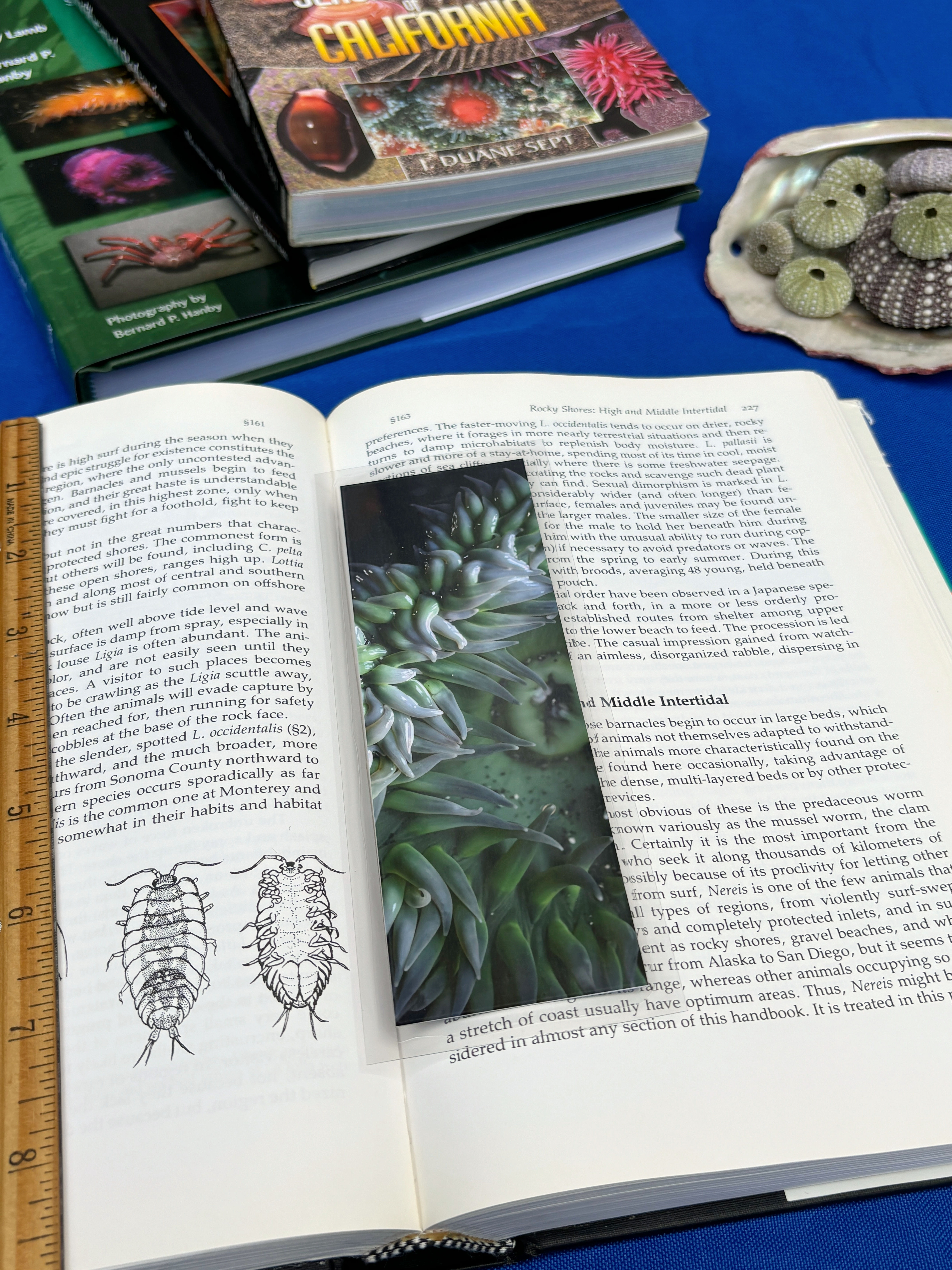 Bookmark - Giant Green Beauty