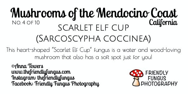 Thumbnail: Note Card - Heart Elf Cup