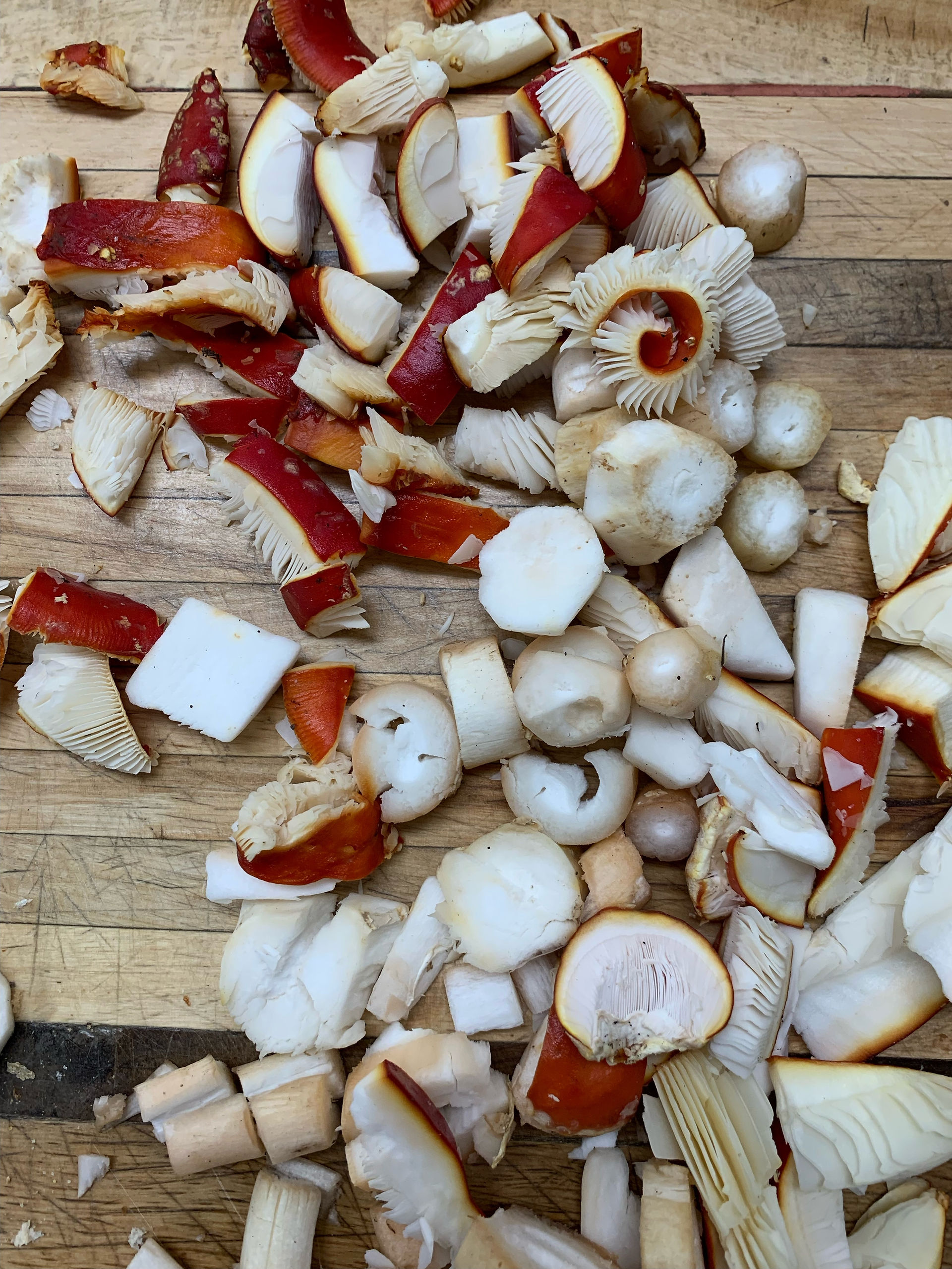Copped Amanita muscaria