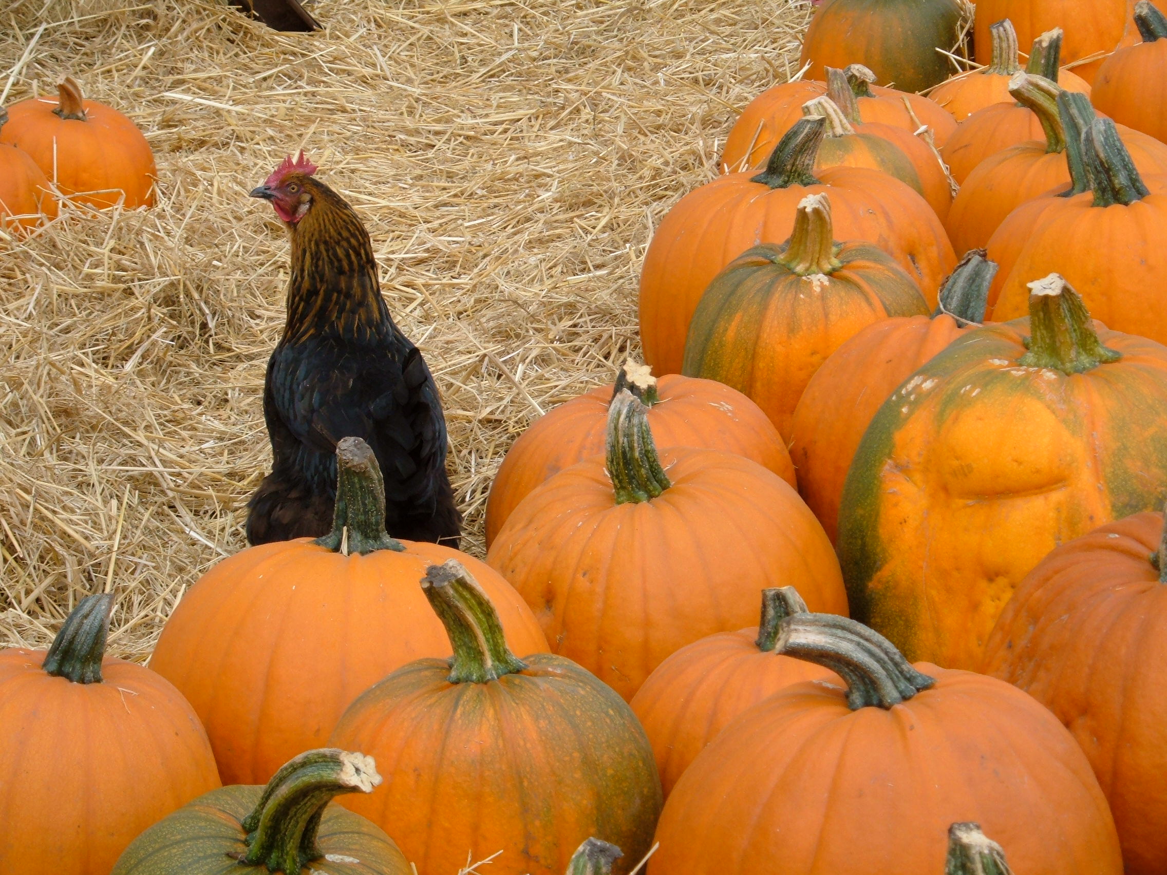 Pumpkins of Halfmoon Bay