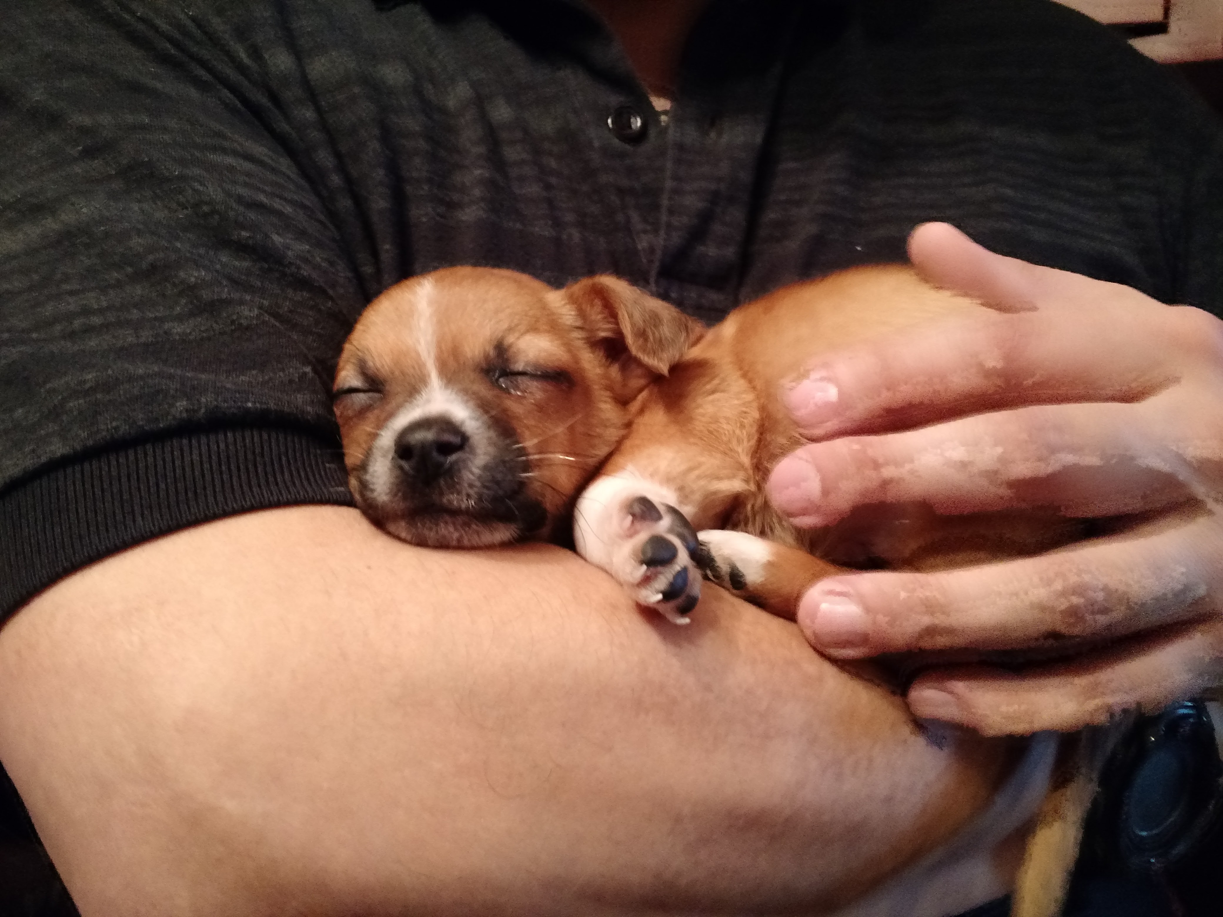 Miracle Dog Healing