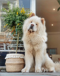 Kings dog cheap spa