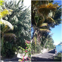 taille raisonnée d'un arbre