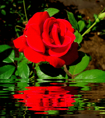 rosa - roberto carlos