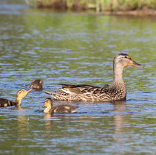 Mom & Babies-Audrey Blough.jpeg