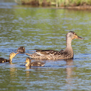 Mom & Babies-Audrey Blough.jpeg