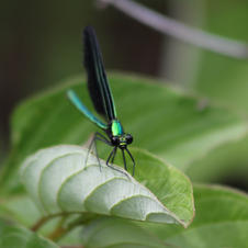Damsel Fly-Audrey Blough.jpeg