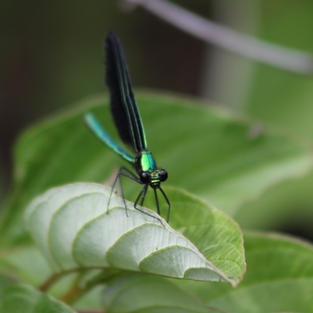 Damsel Fly-Audrey Blough.jpeg