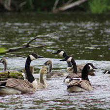 Goose Families-Audrey Blough.jpeg