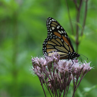 Monarch-Audrey Blough.jpeg