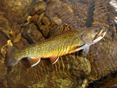 Hot Water & Trout Don’t Mix - Be Temp Aware!