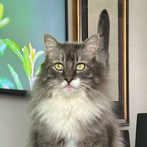 A cat looking at wildlife