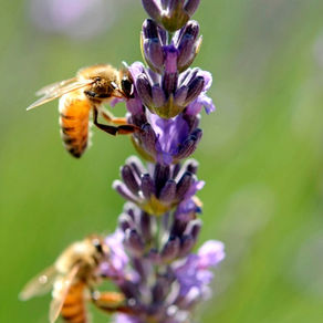 Bees Doing Their Thing