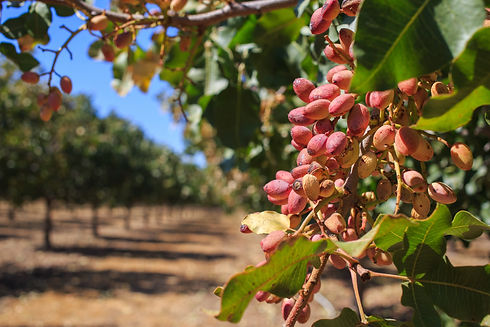 Pistachio _adobe.jpeg
