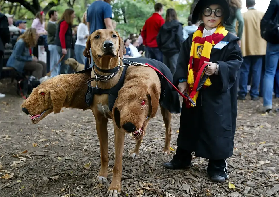 The Met Gala of the Canine Community