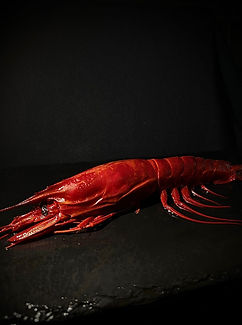 WhatsApp Image 2026-02-17 at 01.40.17.jpeg