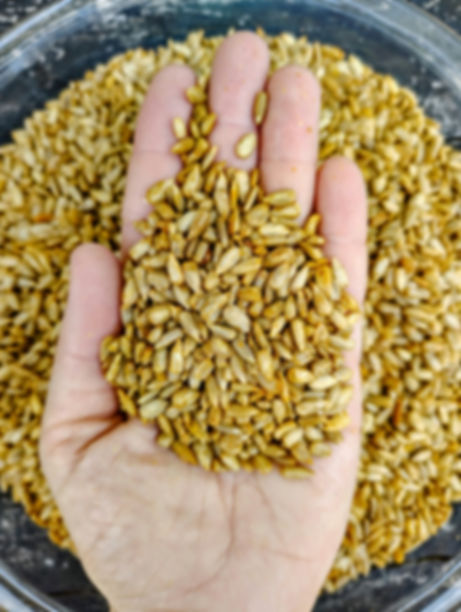 Hand holding sunflower chips