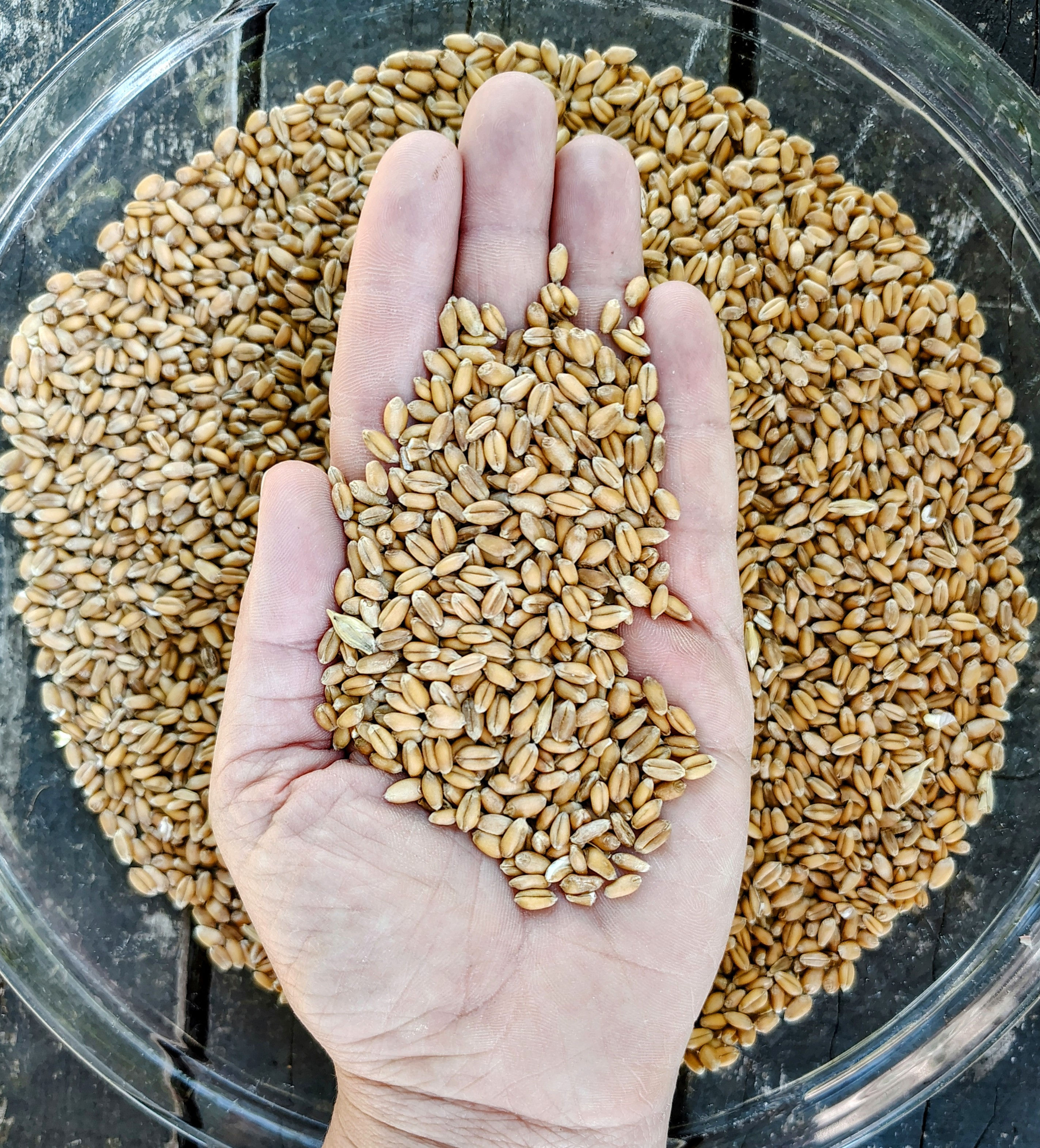 Hand holding wheat seeds over a bowl full of wheat seeds