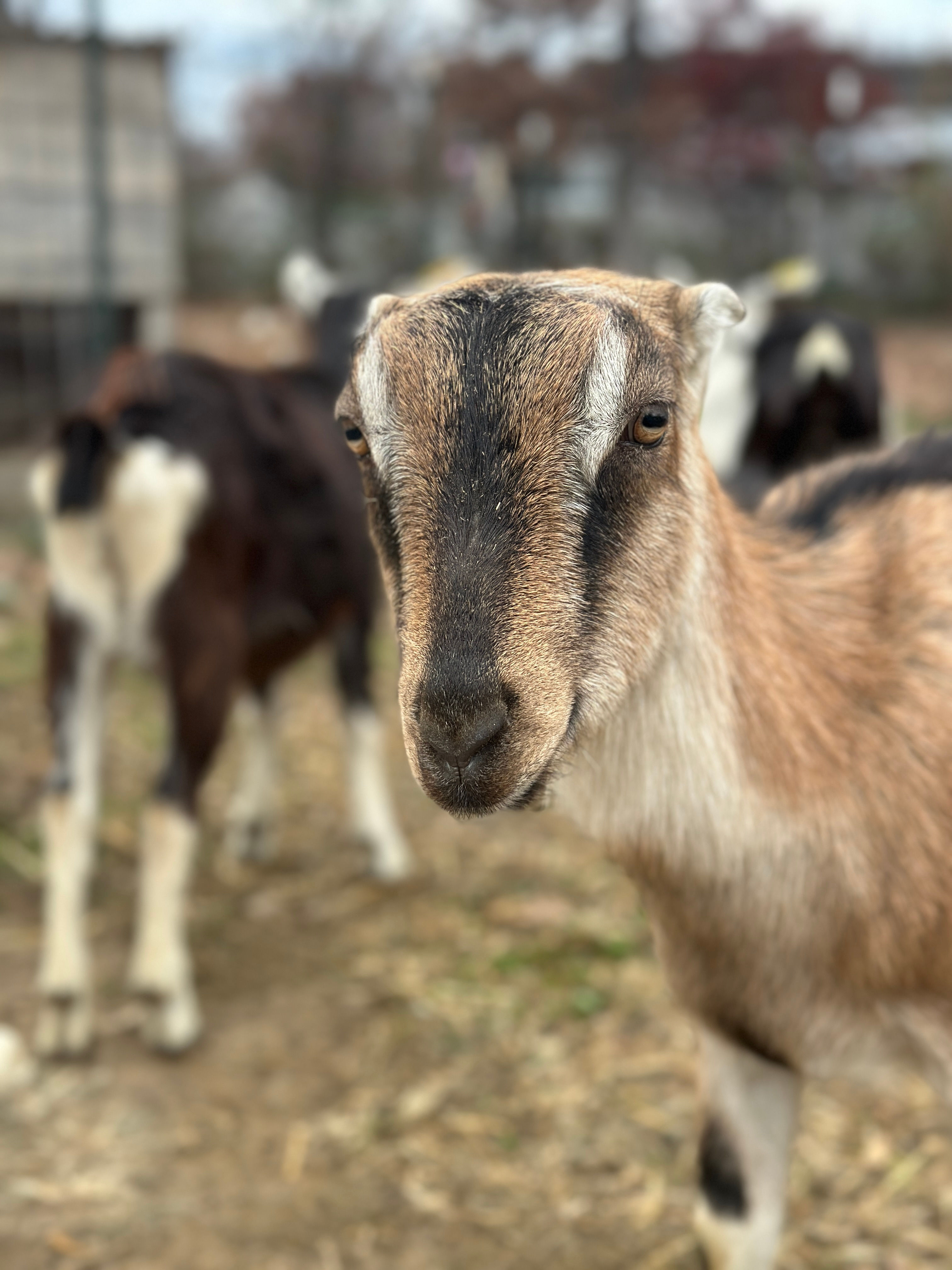 Baby Goat Sponsorship