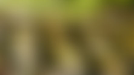 Sacred Stops: Must-Visit Shrines in Japan