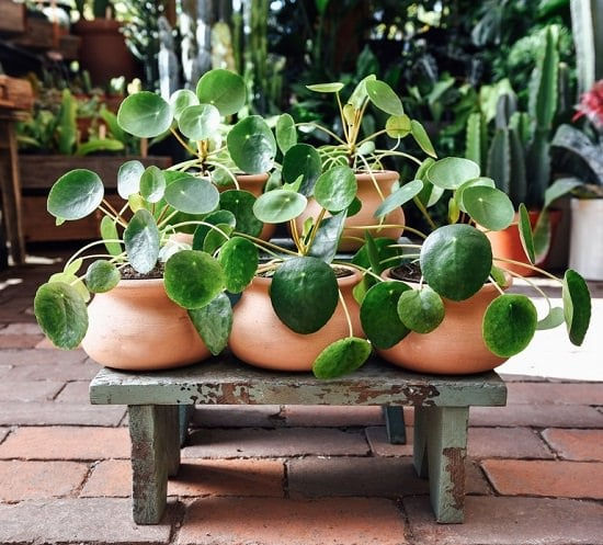 planta chinesa do dinheiro, Pilea Peperomioides, planta ovni