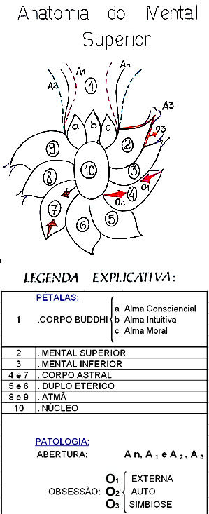Anatomia do mental superior
