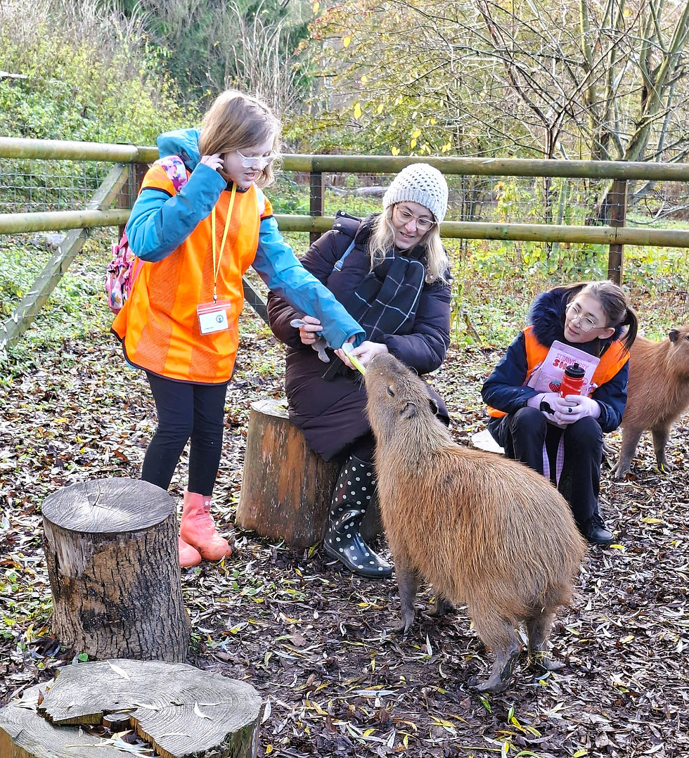 A pupil from Maple Class feeding celery to a Capybara with a TA and classmate watching on