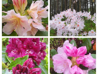 Tur i Arboretet en regnfull dag