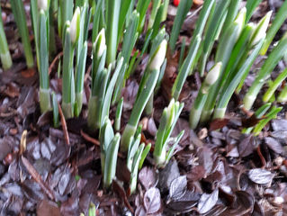 Fuglekvitter om morgenen