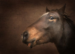 Happy Horse copy
