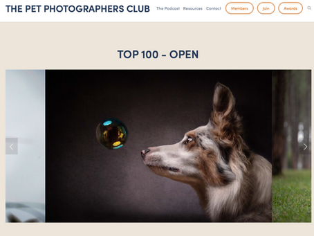 Three photos shortlisted for 2019 International Pet Portrait Awards