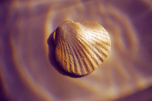 Seashell_edited.jpg
