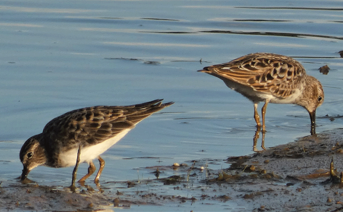 Least-Sandpipers.gif