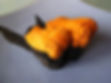 Sea Urchin