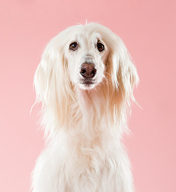Dog on Pink
