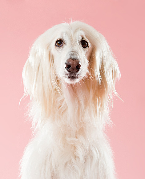 Dog on Pink