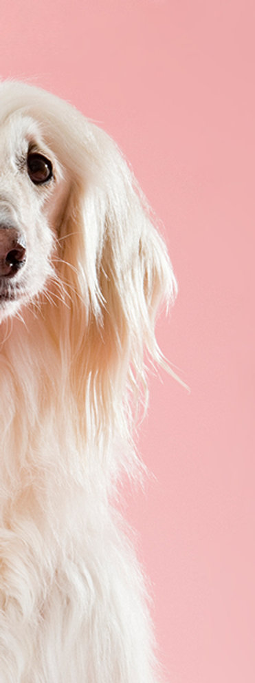 Chien rose