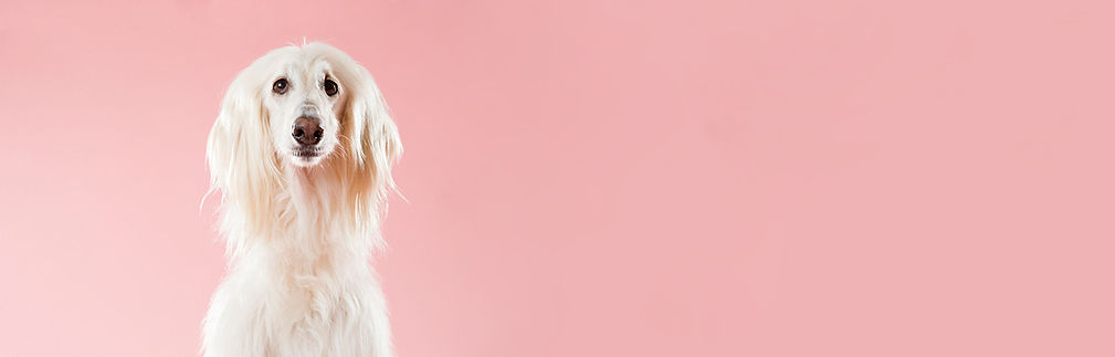 ピンクの犬