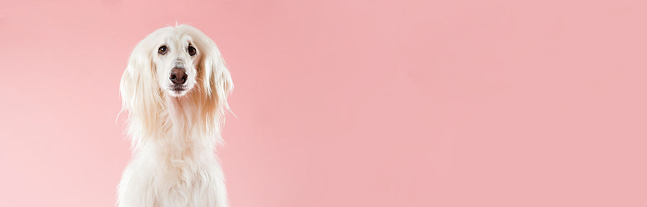 Cão na Rosa