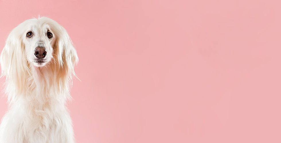 Dog on Pink