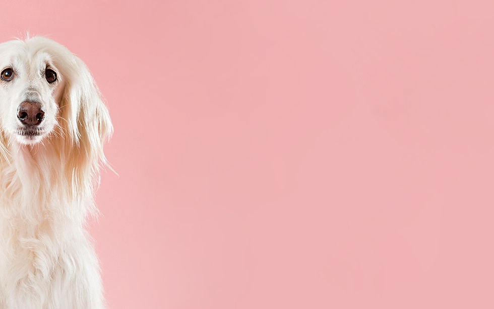 Dog on Pink