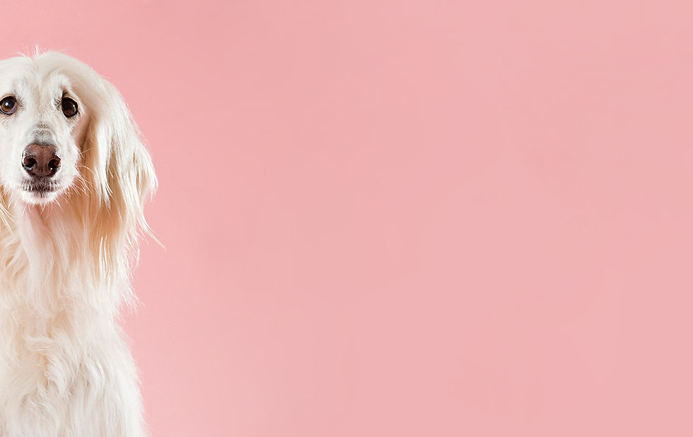 Dog on Pink