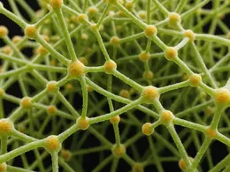 The Glycocalyx: The Largely Unrecognized Center of Cardiac, Kidney and Gut Illness. This may be the most important piece of medical trivia that you need to know.