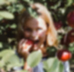Harvest Fest