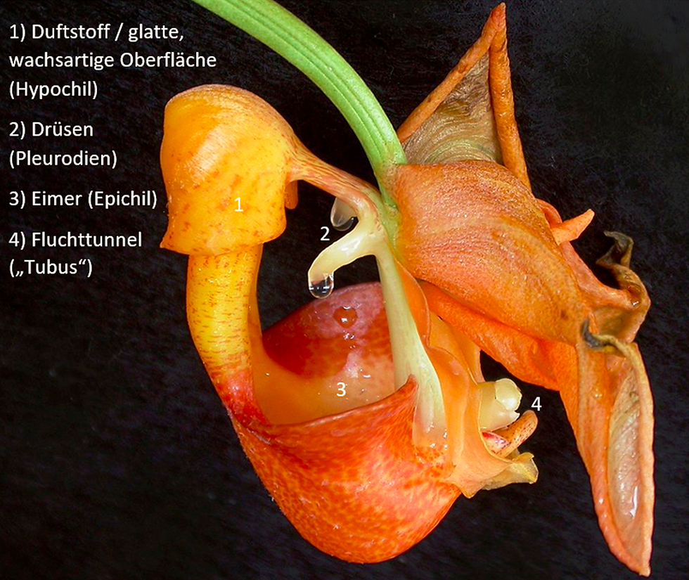 Bildquelle - Beschriftung hinzugefügt