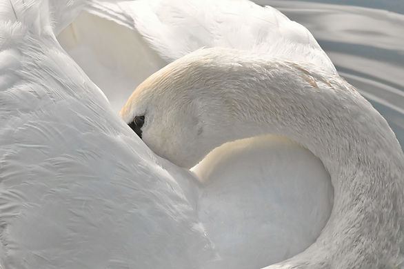 swan-4779178_1920.jpg