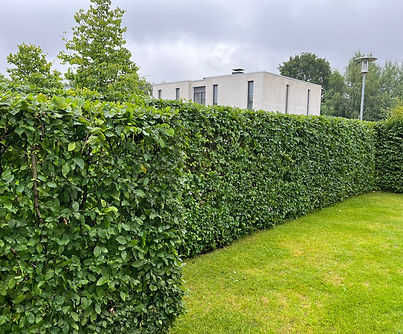 Heckenschnitt in Braunschweig