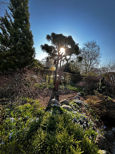 Künstlerische Gegenlichtaufnahme im Garten mit Sonne und Baum.